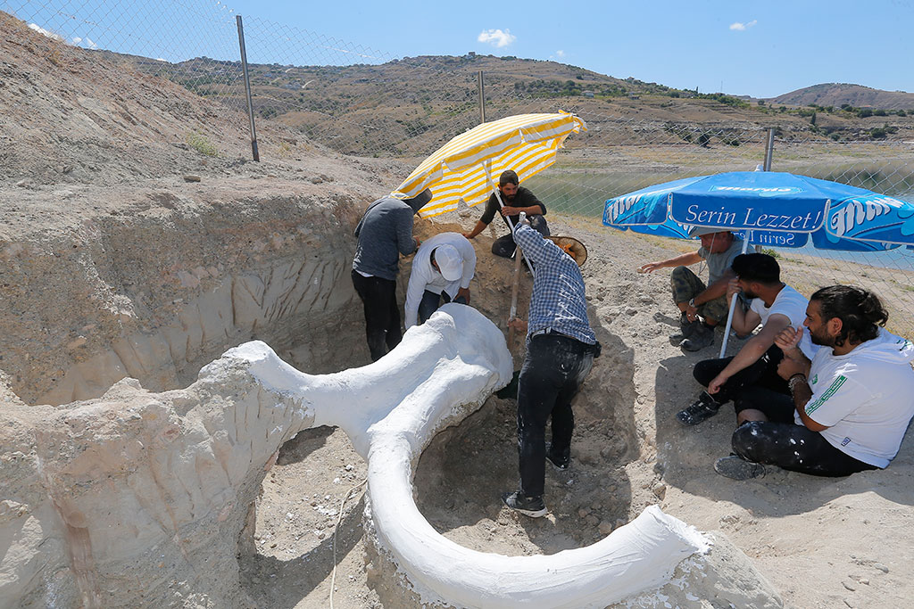 7,5 Milyon Yıllık Fosil Özel Yöntemle Bilim Merkezi'ne Nakledildi