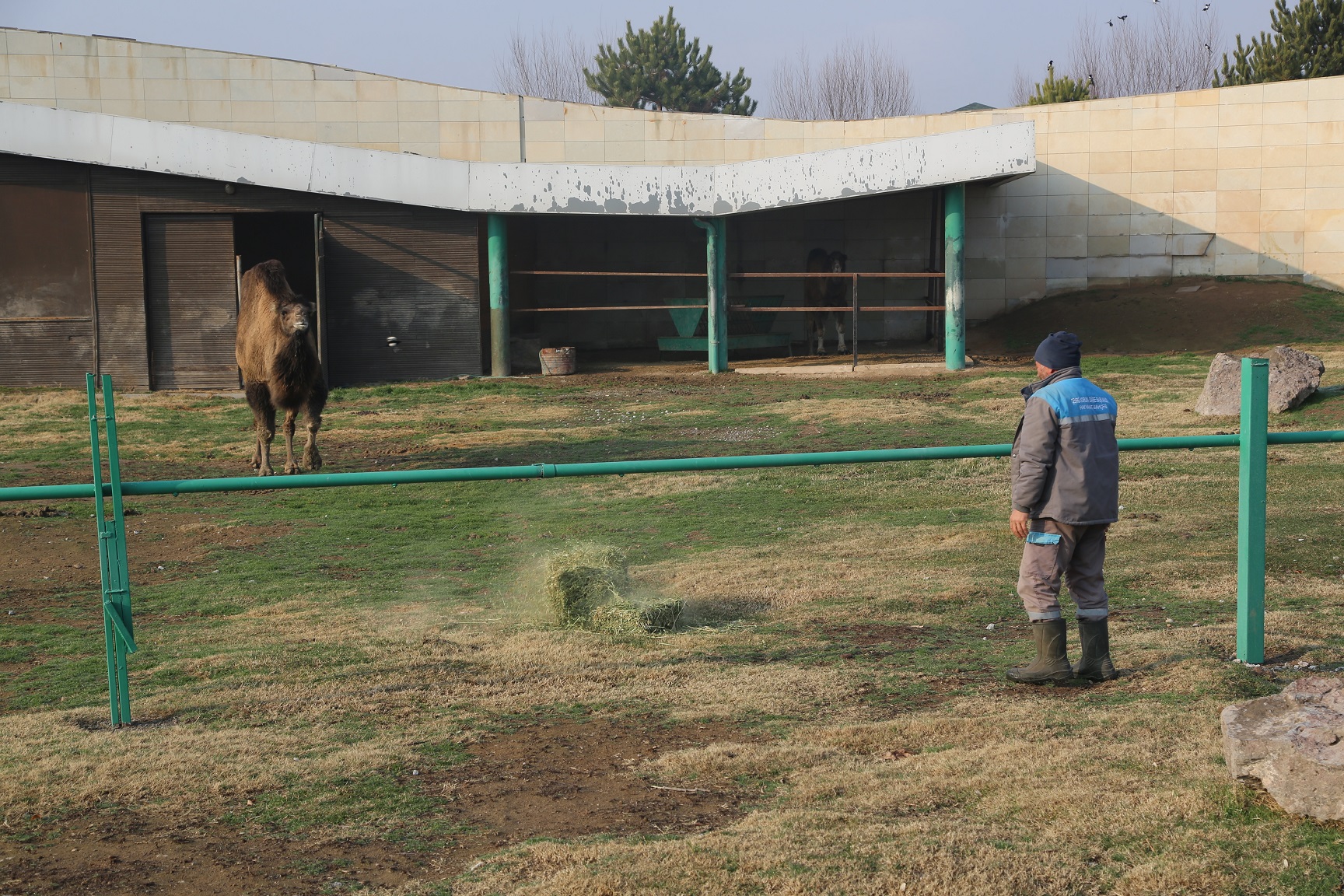 Büyükşehir Hayvanat Bahçesi Sakinlerine Kışa Özel Bakım