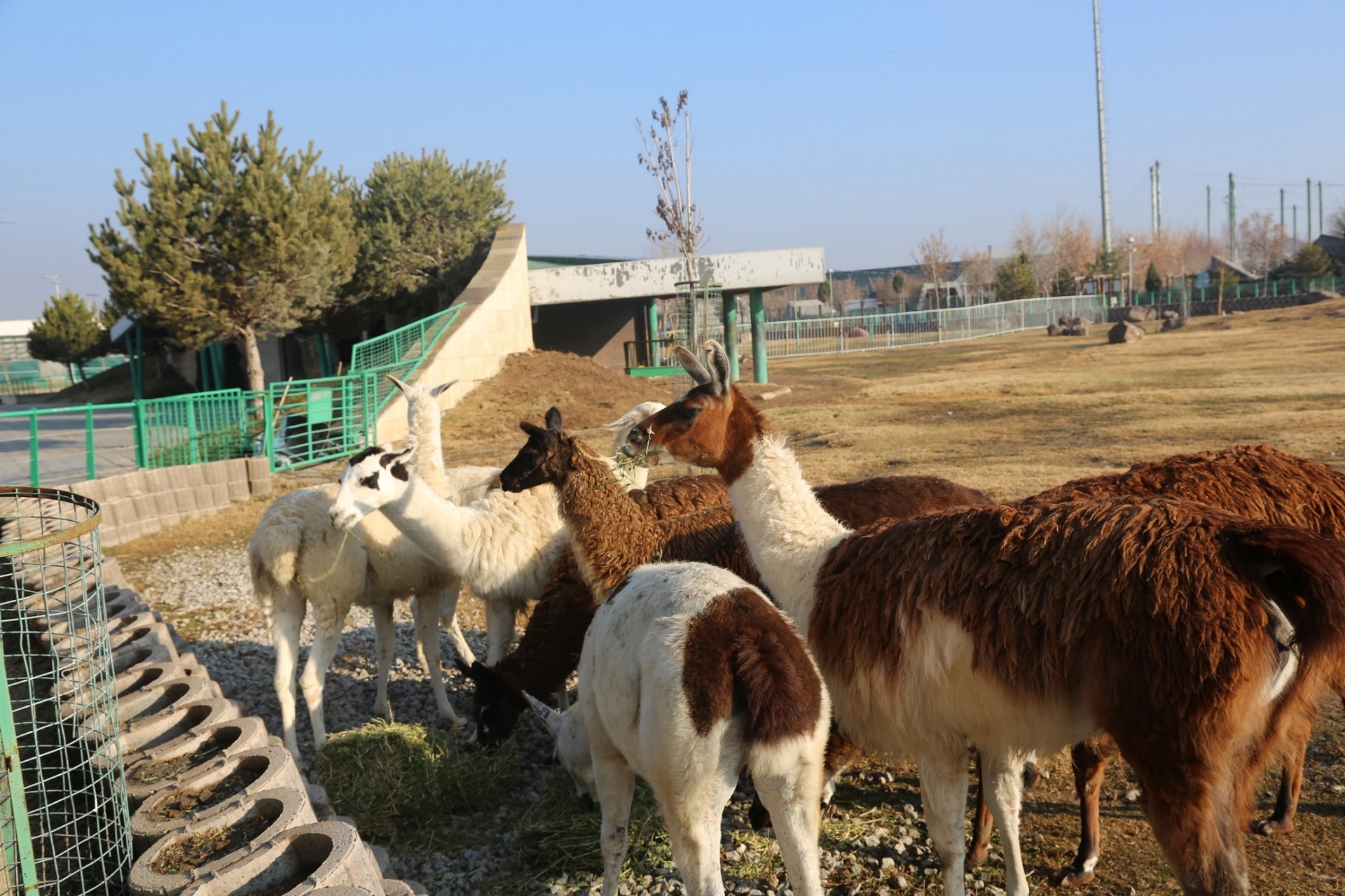 Büyükşehir Hayvanat Bahçesi Sakinlerine Kışa Özel Bakım