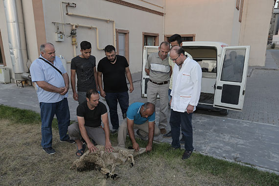 Büyükşehir'den Kurban Kesimi Kursu